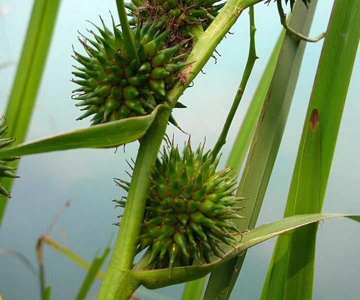 Sparganium erectum / Coltellaccio maggiore